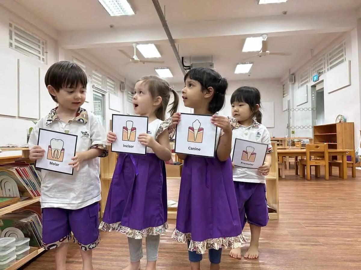 Montessori at Home: Learning About Teeth 🦷✨